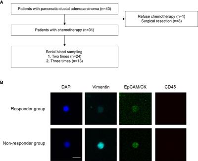 Phenotypic characteristics of circulating tumor cells and predictive impact for efficacy of chemotherapy in patients with pancreatic cancer: a prospective study